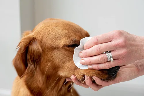 Miniatura 5 de pet wiz Toallitas de ojos de aloe vera para limpiar perros y gatos - Extra grandes