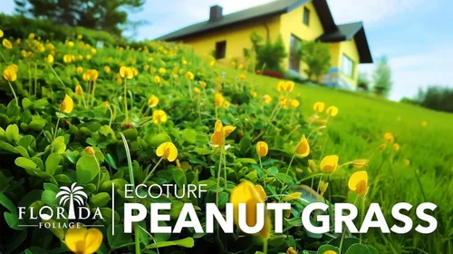 Miniatura 4 de EcoTurf - Hierba de maní perenne Planta de tamaño grande de 1 galón Arachis Glabrata Cubierta de suelo vivo para paisajismo sostenible