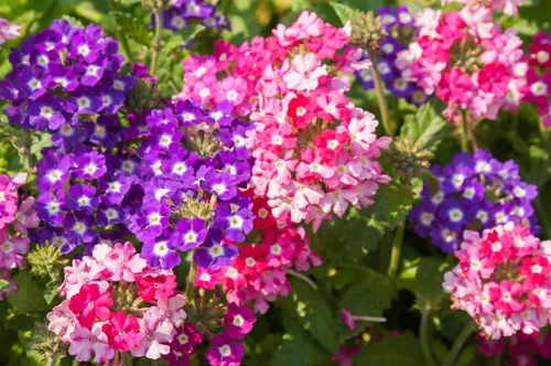 Miniatura 3 de 10 Tall Garden Phlox Paniculata Mixed Colors 'New Hybrids Mix' Flower Seeds