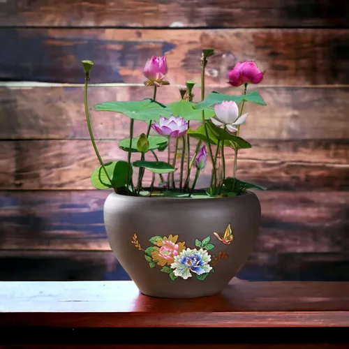 MEsay 10 unidades de plantas de loto de bonsái de colores mixtos en cuenco - Plantas acuáticas pre-brotadas para entornos acuáticos de interior y