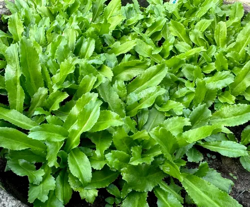 Más de 3500 semillas de culantro - Ngò GAI - Hierba de diente de sierra - Cilantro mexicano - Cilantro largo - Recao - Semillas de fitweed -