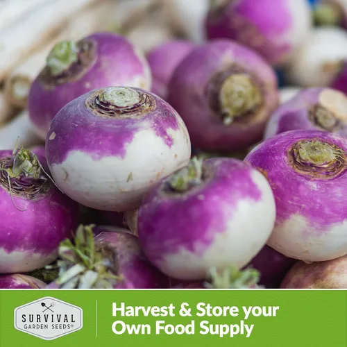 Miniatura 6 de Semillas de nabo para plantar Purple Top Heirloom Variedad sin OMG Vegetal de raíz para jardines domésticos de otoño y primavera – Semillas