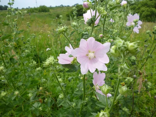 Miniatura 3 de Semillas Malvavisco Althaea officinalis No GMO Heirloom