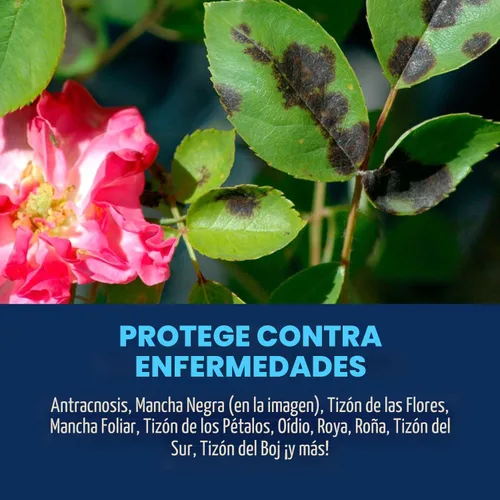 Miniatura 3 de Bayer Advanced 701250 Concentrado para el control de enfermedades de rosas, flores y arbustos, 32 onzas.