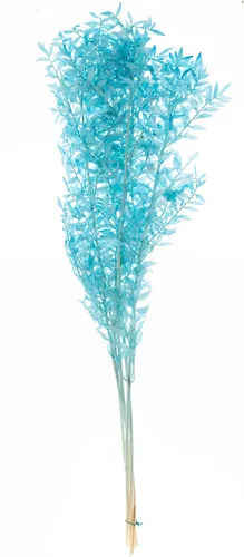 CBT Floral & Craft Ruscus italiano seco (aproximadamente 30 pulgadas de alto) Ruscus italiano blanqueado l conservado Ruscus italiano para Azul