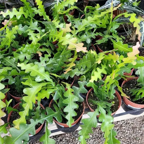 Miniatura 3 de Fishbone Cactus Plant Live, Epiphyllum Cactus Live Suculent, en maceta de 4 pulgadas
