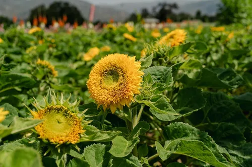 Miniatura 5 de Plant Good Seed Semillas de girasol orgánicas Double Goldy F1 – Paquete de 50, semillas tradicionales para plantar flores, suministros