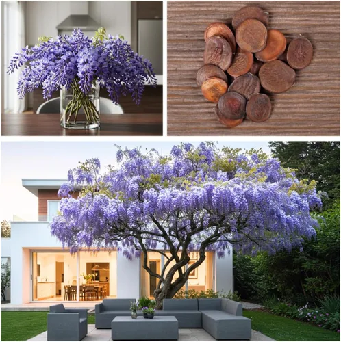 Miniatura 4 de Plántula de árbol de glicina morada – Planta de vid floreciente bien enraizada de 1 año – Árbol trepador de rápido crecimiento para enrejados
