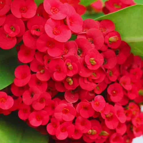 Planta viva de corona roja de espinas, planta viva de corona de espinas, 4 unidades en maceta, planta suculenta perenne viva