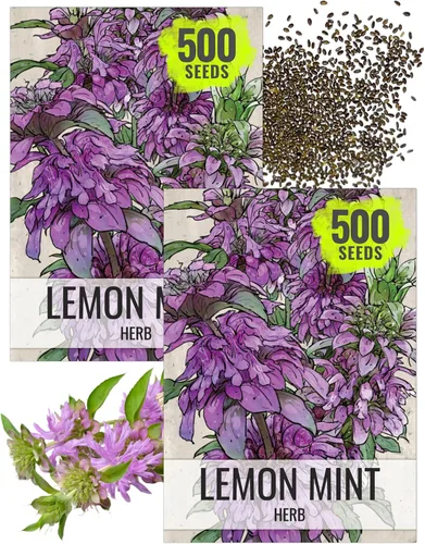 Miniatura 12 de Seed Needs Semillas de bálsamo de abeja para plantar bergamota silvestre, reliquia y flores perennes de polinización abierta para cultivar un jardín