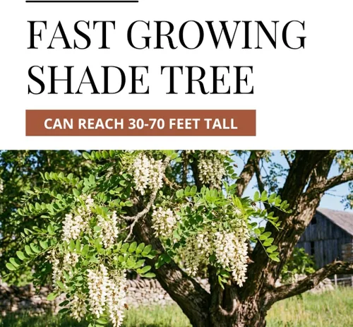 Miniatura 2 de 30 semillas de langosta negra para plantar - Robinia pseudoacacia