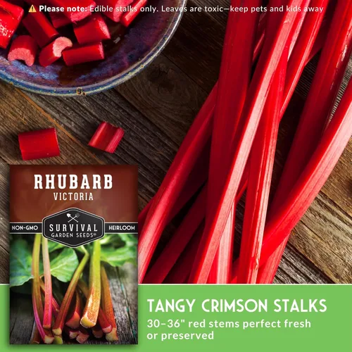 Miniatura 4 de Victoria - Semillas de ruibarbo para plantar, vegetal perenne tradicional con tallos rojos agrios, plantas resistentes al frío para jardines
