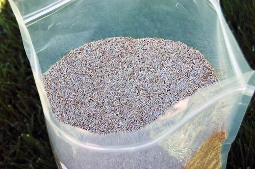 Miniatura 2 de Semilla de festuca fina roja rastrera (5 libras). ¡Elige el tamaño! Cultivada en Willamette Valley Oregon, sin rellenos, sin malas hierbas u otras