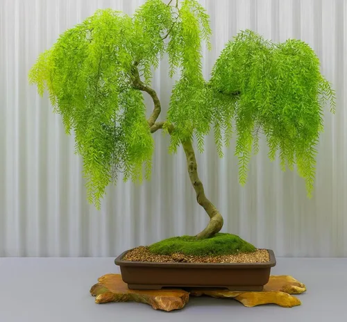Árbol bonsái de sauce llorón americano enano para cultivar, material de bonsái de crecimiento rápido, para interiores y exteriores
