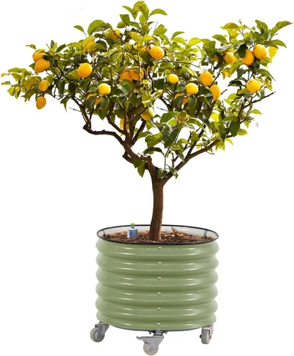 Miniatura 10 de Maceta de metal rodante para árboles cítricos Gen 2, maceta redonda grande con riego automático para cultivar árboles, tomates, plantas y flores al