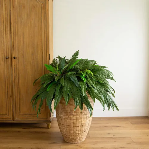 Miniatura 4 de Nearly Natural Planta artificial de helecho Boston de 48 pulgadas, planta falsa colgante grande con 67 fronds realistas largos, helecho sintético