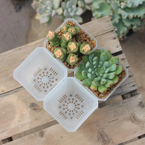 Miniatura 3 de Paquete de 60 macetas cuadradas de plástico pequeñas de 2.70 pulgadas, maceta para inicio de plantas y trasplante con orificio de drenaje