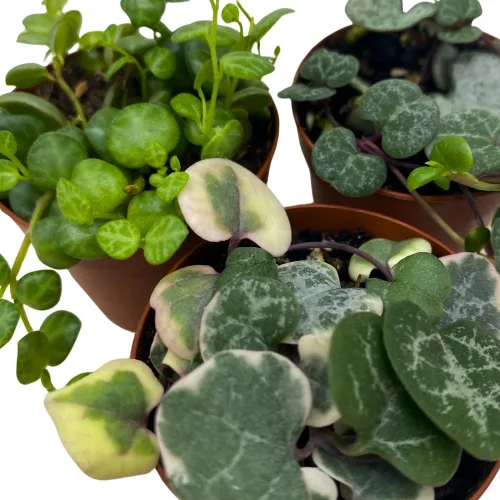 Miniatura 5 de BubbleBlooms Juego de 3 macetas de 2 pulgadas para suculentas, la elección del cultivador puede incluir una cadena abigarrada de corazones