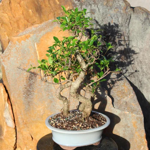 Miniatura 13 de Brussel's Bonsai - Árbol bonsái para interiores, M