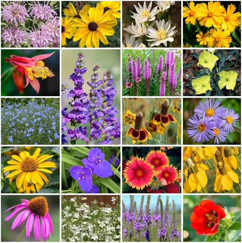 Miniatura 10 de Cultiva tu propia mezcla vibrante de semillas de jardín de flores silvestres anuales y perennes, variedades para polinizadores y jardines de Mezcla