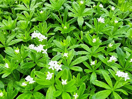 Miniatura 15 de Greenwood Nursery: Plantas vivas de cobertura del suelo - Bugleweed Blueberry Muffin + Ajuga Reptans - [Cantidad: 1x Maceta de Pinta]