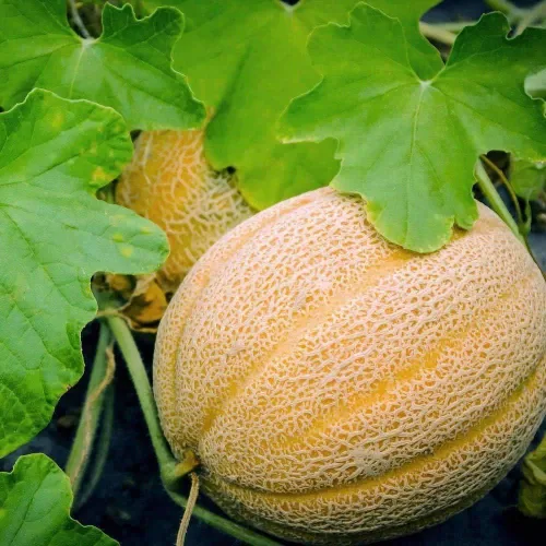 Hales Best Jumbo Melon, semillas de melón, melón de melón, 50 unidades de la marca COOL BEANS N SPROUTS Heirloom. Sin OGM. Jardinería en casa.