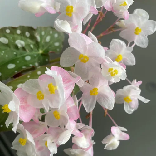 Miniatura 4 de Begonias - Planta de interior, planta de interior de begonias, planta viva de begonias raras de 4 a 6 pulgadas de altura, sin maceta