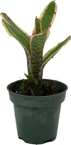 Miniatura 15 de ragnaroc Plantas vivas – Bromelia Billbergia Casa Blanca, 8-12" en maceta de 4" - 1 unidad - Llegada viva garantizada - Plantas