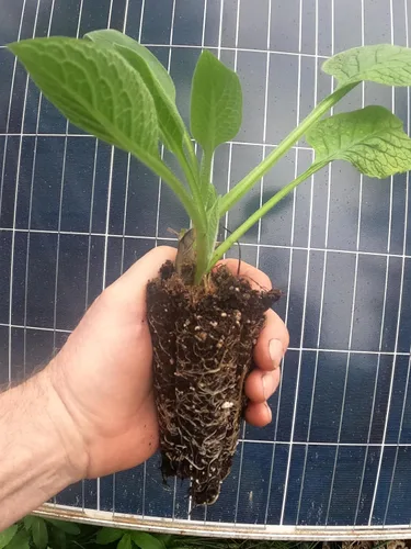 Consuelda - Plantas vivas (Symphytum × uplandicum) - Bocking 14 - Listo para plantar orgánico