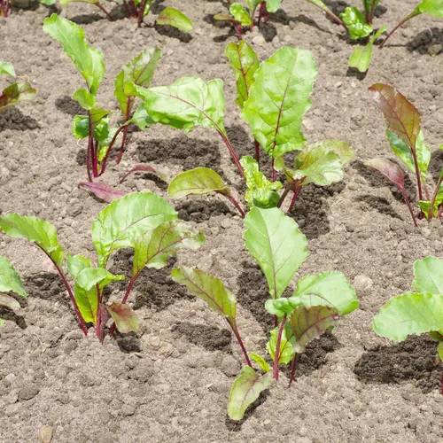Miniatura 5 de Seed Needs, Golden Detroit - Semillas de remolacha – 250 semillas tradicionales para plantar beta vulgaris – Cultiva un jardín al aire libre sin OMG