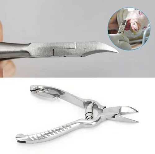 Miniatura 7 de Cortador de dientes de cerdo, 5.5 in/5.5 pulgadas de acero inoxidable de alta calidad para el hogar, granja
