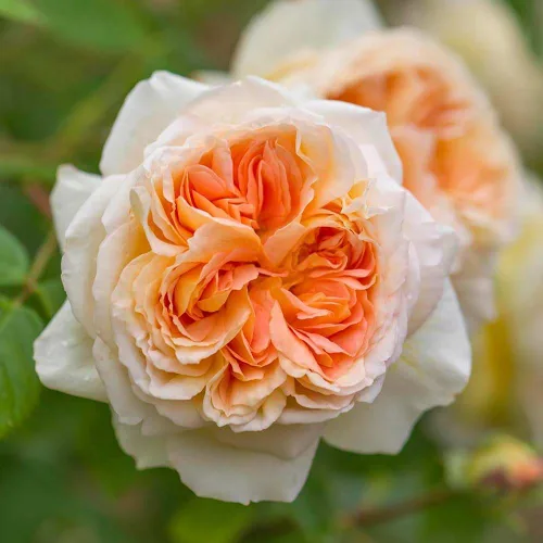 Miniatura 5 de Rosas trepadoras inglesas de reliquia, planta de raíz propia viva para jardín al aire libre, Betsabé, muy fragante, zonas de rusticidad: 5-11