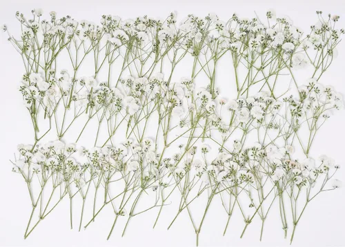 48 mini flores naturales secas prensadas para el aliento del bebé para decoración de pasteles, invitaciones de boda, flor de gypsophila seca real