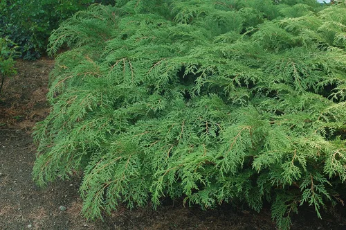 Miniatura 4 de Microbiota decussata (ciprés ruso) Evergreen, #2 - Tamaño Contenedor