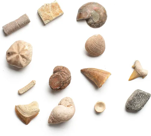 Miniatura 4 de Dan&Darci Excava una Docena de Ladrillos Fósiles - Rompe 12 Bloques y Descubre 12 Fósiles Reales Únicos - Rellenos para Cestas Arqueología Ciencia