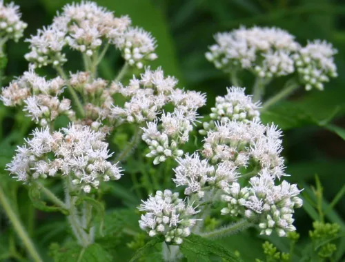 Miniatura 3 de Common Boneset/Eupatorium perfoliatum - 100 semillas (cultivadas orgánicamente)