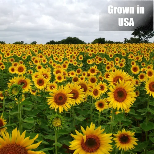 Miniatura 5 de Old Potters Wildlife - Semillas de girasol de aceite negro para aves y vida silvestre, sin OMG y cultivadas en Estados Unidos en pequeñas granjas