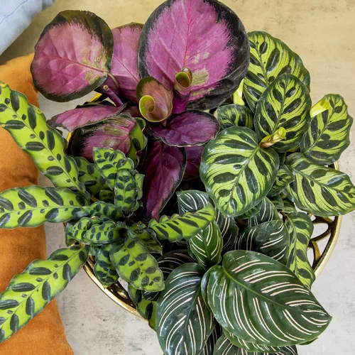 Miniatura 5 de Calathea - Plantas de oración vivas (4 unidades), plantas de interior aptas para mascotas, paquete de plantas de interior de oración, mezcla