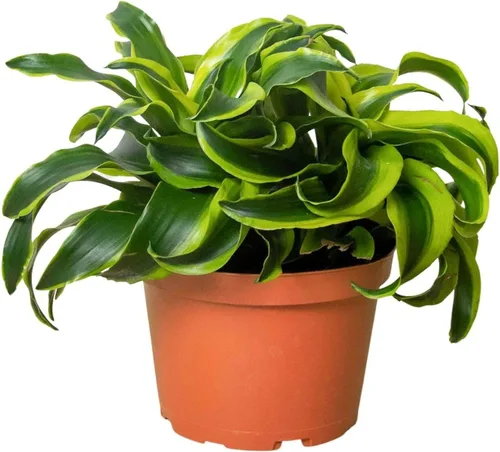 Miniatura 14 de Dracaena Colorama - Planta viva para interior Diferentes plantas de interior en maceta de 4 y 6 pulgadas Planta de casa real para sala de estar