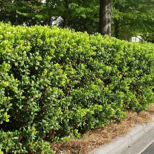 Burfordi Holly | Planta de tamaño grande de 1 galón | Ilex Cornuta | Arbustos de hoja perenne de rápido crecimiento, plantas de seto de privacidad,