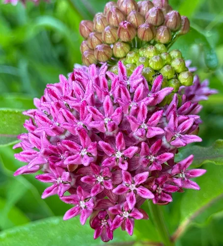 Purple Milkweed Butterfly Asclepias purpurascens Meadow Semillas premium para plantar paquete