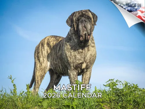 Miniatura 212 de Calendario 2025 2026 de cachorros Cocker Spaniel - Calendario mensual de pared de raza de perro - 12" x 24" abierto - Papel grueso sin sangrado