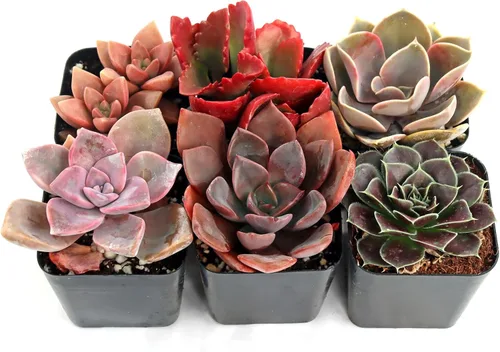 Miniatura 2 de Mountain Crest Gardens Paquete de suculentas rosas, moradas y rojas, 6 plantas vivas en macetas de 2 pulgadas, suculentas reales para decoración