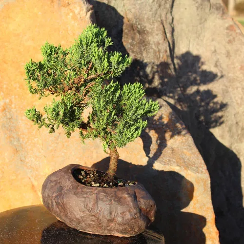 Miniatura 8 de Brussel's Bonsai - Árbol bonsai de enebro montículo verde, para exterior, mediano, 5 años, de 15 a 25 cm de altura, incluye maceta de roca