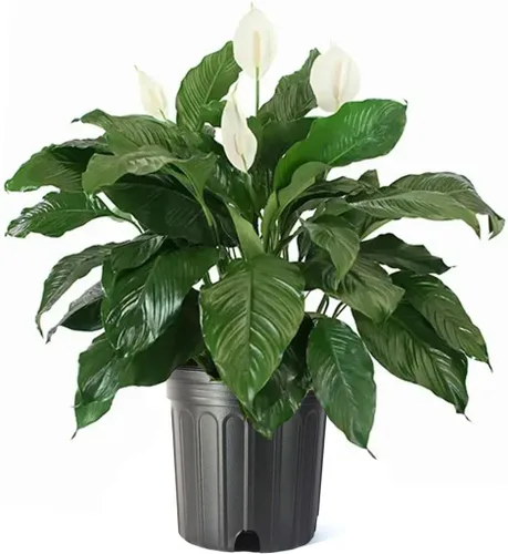 Miniatura 8 de American Plant Exchange Lirio de la Paz Abigarrado 'Domino' – Maceta de 6 pulgadas con cubierta decorativa, 1-2 pies de alto, planta
