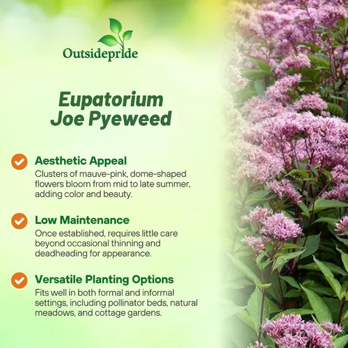 Miniatura 3 de Outsidepride Joe Pyeweed Eupatorium Seeds - 5000 semillas de flores perennes fáciles de cultivar, no invasivas para plantar para jardines