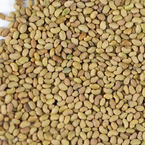 Miniatura 3 de Semilla de brote de alfalfa orgánico certificado – marca Handy Pantry – semillas de alta germinación comestibles - jardinería, cultivos