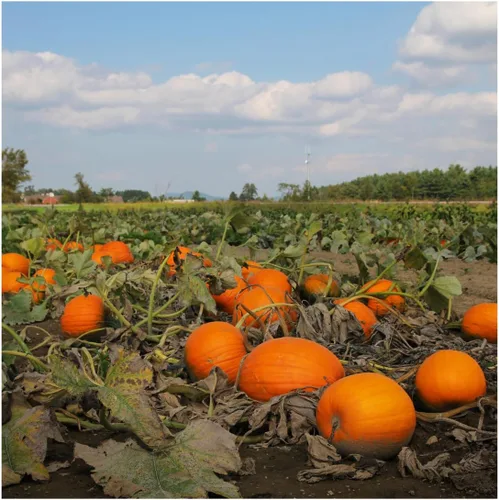 Brownie Brand - Semillas de calabaza gigante del Atlántico - Semillas tradicionales sin OMG para cultivar calabazas masivas de hasta 1,000 libras,