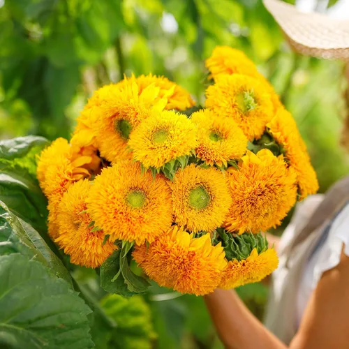 Miniatura 31 de Eden Brothers Semillas de girasol - Autumn Beauty