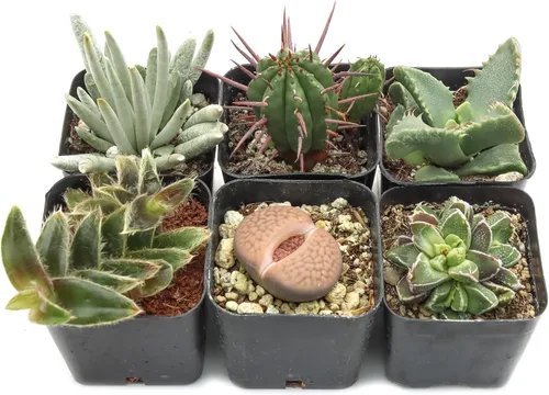 Mountain Crest Gardens Paquete de suculentas raras y únicas, 6 plantas vivas, sin repeticiones, enraizadas en macetas de 2 pulgadas, suculentas